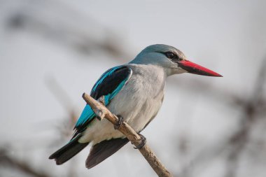 Kruger Ulusal Parkı, Güney Afrika 'da Afrikalı bir patenci.