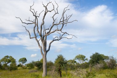Afrika savanasındaki kuru ağaç manzarası 