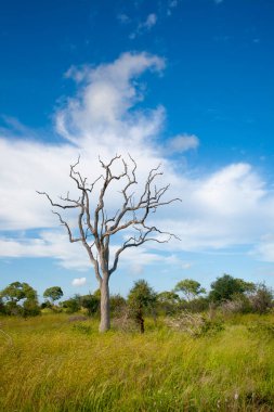 Afrika savanasındaki kuru ağaç manzarası 