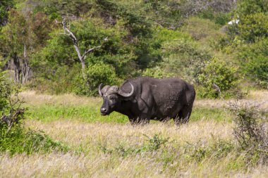 Afrika Bizonu Kruger Ulusal Parkı, Güney Afrika