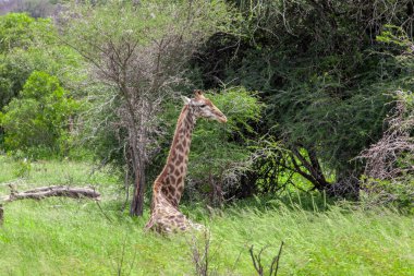 Kruger Ulusal Parkı 'nda zürafa, Güney Afrika