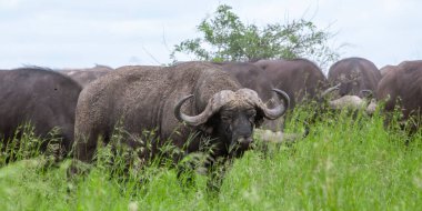Kruger Ulusal Parkı, Güney Afrika 'da Afrikalı bufalolar