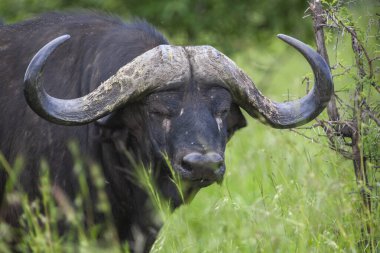 Afrika Bizonu Kruger Ulusal Parkı, Güney Afrika