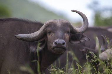 Afrika Bizonu Kruger Ulusal Parkı, Güney Afrika