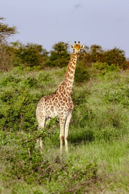 Kruger Ulusal Parkı 'nda zürafa, Güney Afrika