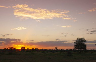 Kruger Ulusal Parkı, Güney Afrika 'da güzel bir gün batımı