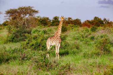 Kruger Ulusal Parkı 'nda zürafa, Güney Afrika