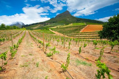 Güney Afrika 'daki üzüm bağlarının güzel manzarası