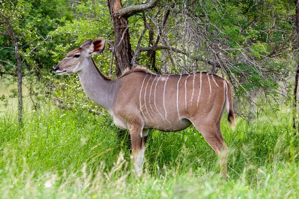 Güney Afrika 'daki Kruger Ulusal Parkı' nda Kadın Büyük Kudu antilobu