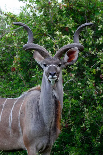 Addo Fil Ulusal Parkı, Doğu Burnu, Güney Afrika 'da Büyük Kudu antilobu