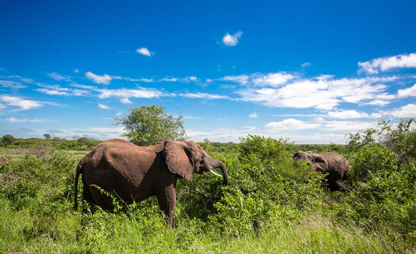 Африканский слон в Национальном парке Крюгер, ЮАР