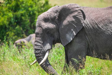 Çimenli ve kocaman filli Ulusal Park alanı  