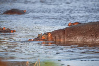 Serengeti nehrinde günbatımında su aygırı ailesi 