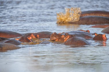 Hippopotamus ailesi Serengeti nehrinin tadını çıkarır. 