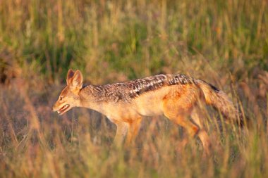 Canis bana çimenlerin üzerinde, Serengeti Milli Parkı 'nda siyah sırtlı bir çakal.
