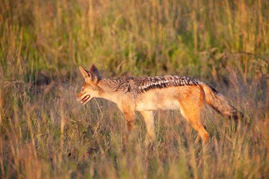 Serengeti Milli Parkı 'nda siyah sırtlı çakal.