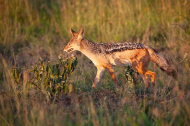 Serengeti Milli Parkı 'nda siyah sırtlı çakal.