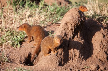 Serengeti Ulusal Parkı 'nda bir grup firavun faresi yaz gününün sıcağında güneşleniyor..