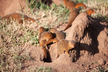 Serengeti Milli Parkı 'nda küçük firavun fareleri yaz gününün tadını çıkarıyor  