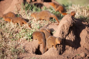 Serengeti Ulusal Parkı 'nda bir grup firavun faresi yaz gününün sıcağında güneşleniyor..