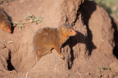 Tanzanya Serengeti Ulusal Parkı. Kuru topraklarda küçük firavunfareleri 