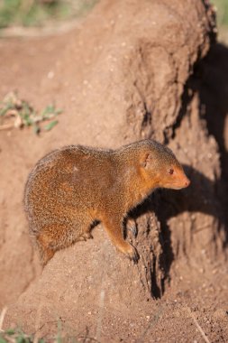 Serengeti 'de küçük şirin firavun faresi kumlu kayalarda yaz güneşinin tadını çıkarıyor. 