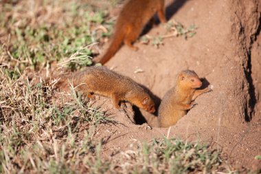 Serengeti Milli Parkı 'nda küçük firavun fareleri yaz gününün tadını çıkarıyor  