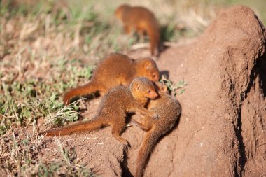Serengeti Ulusal Parkı, bir grup küçük firavun faresi güzel bir yaz gününün sıcağında güneşleniyor.