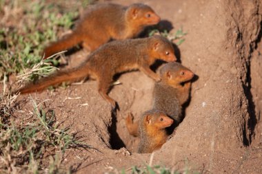 Tanzanya Serengeti Ulusal Parkı. Kuru topraklarda küçük firavunfareleri 