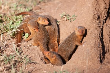 Küçük firavun fareleri Serengeti güneşinin tadını çıkarıyor.