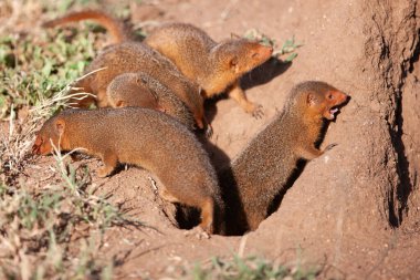 Serengeti Parkı 'ndaki çöl arazisinde küçük firavunfareleri.