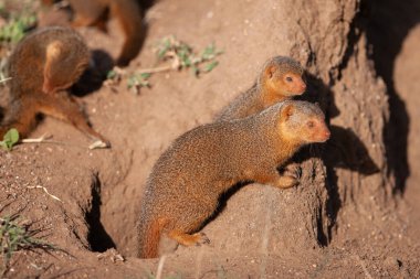 Serengeti Parkı 'ndaki çöl arazisinde küçük firavunfareleri.