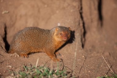Serengeti Ulusal Parkı 'nda yaz günü. Kuru çöl zemininde küçük firavunlar
