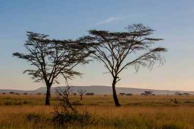 Sıcak bir günde Ulusal Park 'ta. Otlaklarda tropik ağaçlar 