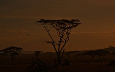 Turuncu gökyüzü ve siluetli ağaçlar gün batımında bozkırda tepeler.