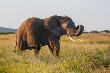 Ulusal Park ve çim tarlasında kocaman bir fil. 