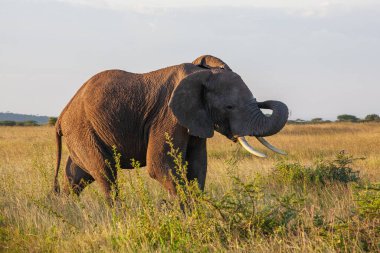 Otlakta otlayan bir filin olduğu büyük bir ulusal park..