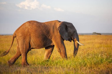 Ulusal Park ve çim tarlasında kocaman bir fil. 