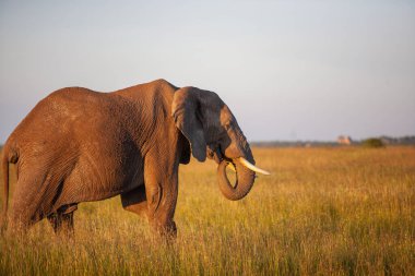 Ulusal Park ve çim tarlasında kocaman bir fil. 