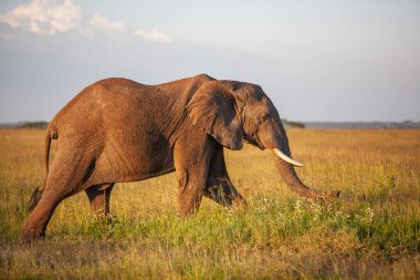 Ulusal Park ve çim tarlasında kocaman bir fil. 