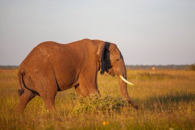  Gün batımında Serengeti Ulusal Parkı 'nda kocaman bir fil..