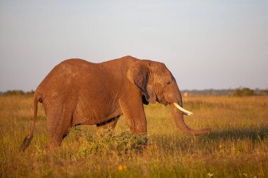 Gün batımında Serengeti Ulusal Parkı 'nda kocaman bir fil..