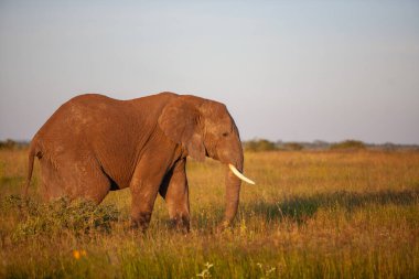  Gün batımında Serengeti Ulusal Parkı 'nda kocaman bir fil..