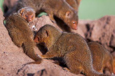 Serengeti 'de küçük firavunfareleri yaz güneşinin tadını çıkarıyor. 