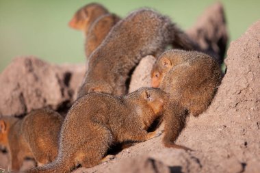 Küçük firavun fareleri Serengeti güneşinin tadını çıkarıyor.