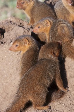 Çöl zemininde firavunlar, sıcak bir günde Serengeti Parkı 