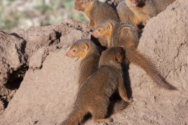 Serengeti 'de küçük firavunfareleri yaz güneşinin tadını çıkarıyor. 