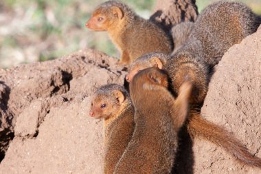 Sıcak yaz gününde Serengeti Ulusal Parkı 'nda küçük firavunfareleri 