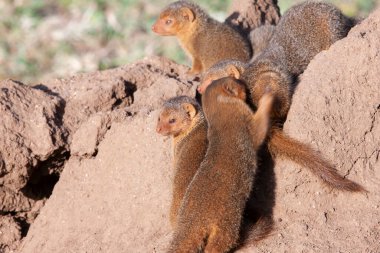 Sıcak yaz gününde Serengeti Ulusal Parkı 'nda küçük firavunfareleri 