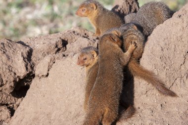 Sıcak yaz gününde Serengeti Ulusal Parkı 'nda küçük firavunfareleri 